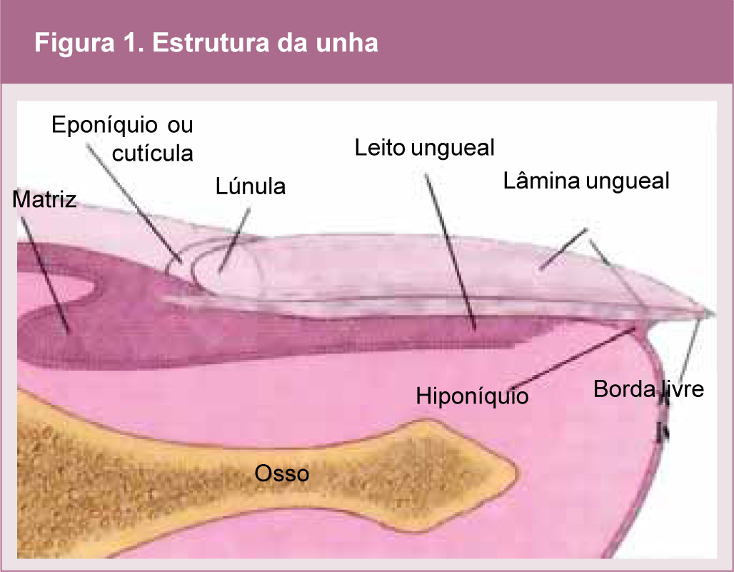 unha vs osso diferença principal