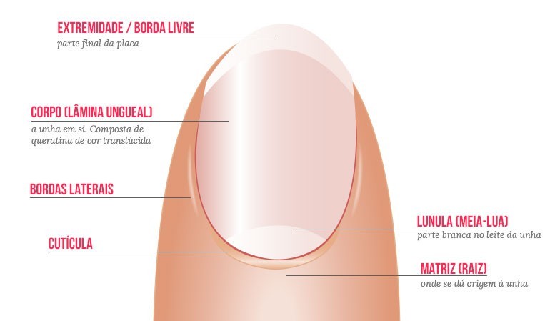 5 ideias de títulos:
1. Desvendando a Anatomia da Unha: Um Guia Completo
2. Matriz Ungueal: A Origem da Sua Unha Saudável
3. Lúnula e Cutícula: Entenda a Proteção das Suas Unhas
4. Doenças e Deficiências Nutricionais: Como Afetam a Unha?
5. Cuidados Essenciais Baseados na Anatomia da Unha