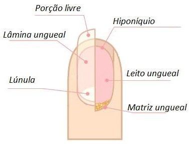5 ideias de títulos:
1. Desvendando a Anatomia da Unha: Um Guia Completo
2. Matriz Ungueal: A Origem da Sua Unha Saudável
3. Lúnula e Cutícula: Entenda a Proteção das Suas Unhas
4. Doenças e Deficiências Nutricionais: Como Afetam a Unha?
5. Cuidados Essenciais Baseados na Anatomia da Unha