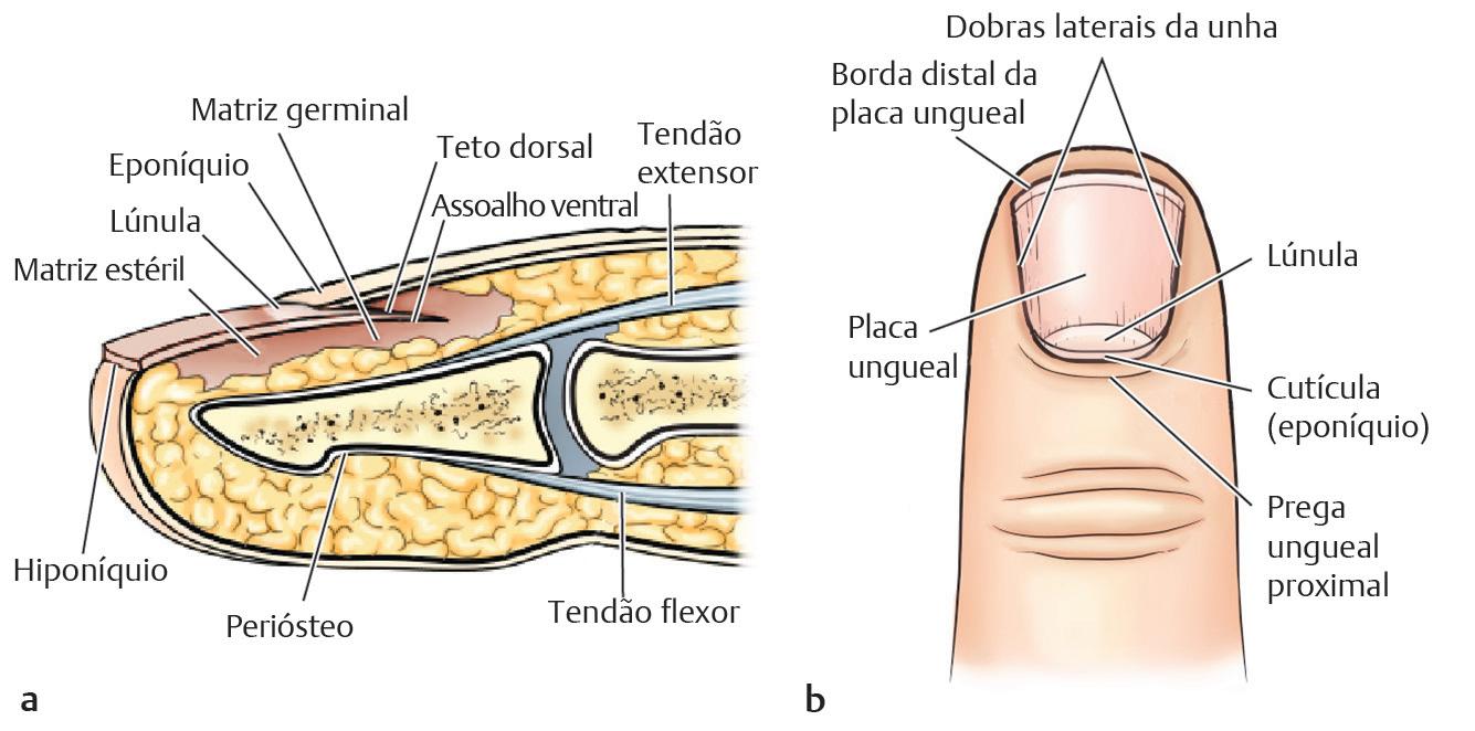 anatomia da unha