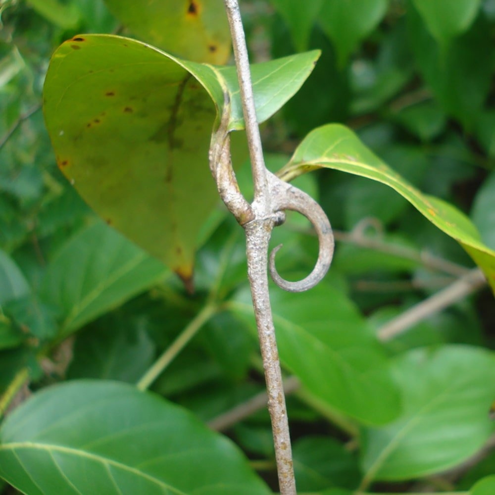 Unha de Gato: Guia Completo de Benefícios e Como Usar Corretamente