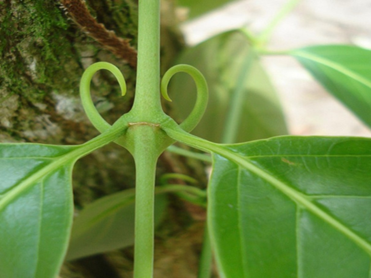 Guia Completo: Como Preparar e Consumir Corretamente o Chá de Unha de Gato