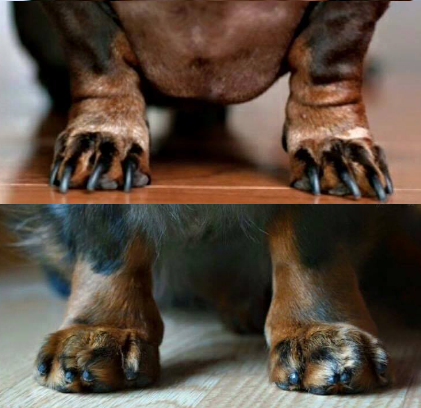 O Quinto Dedo do Cachorro: Por Que Ele Existe e Como Cuidar