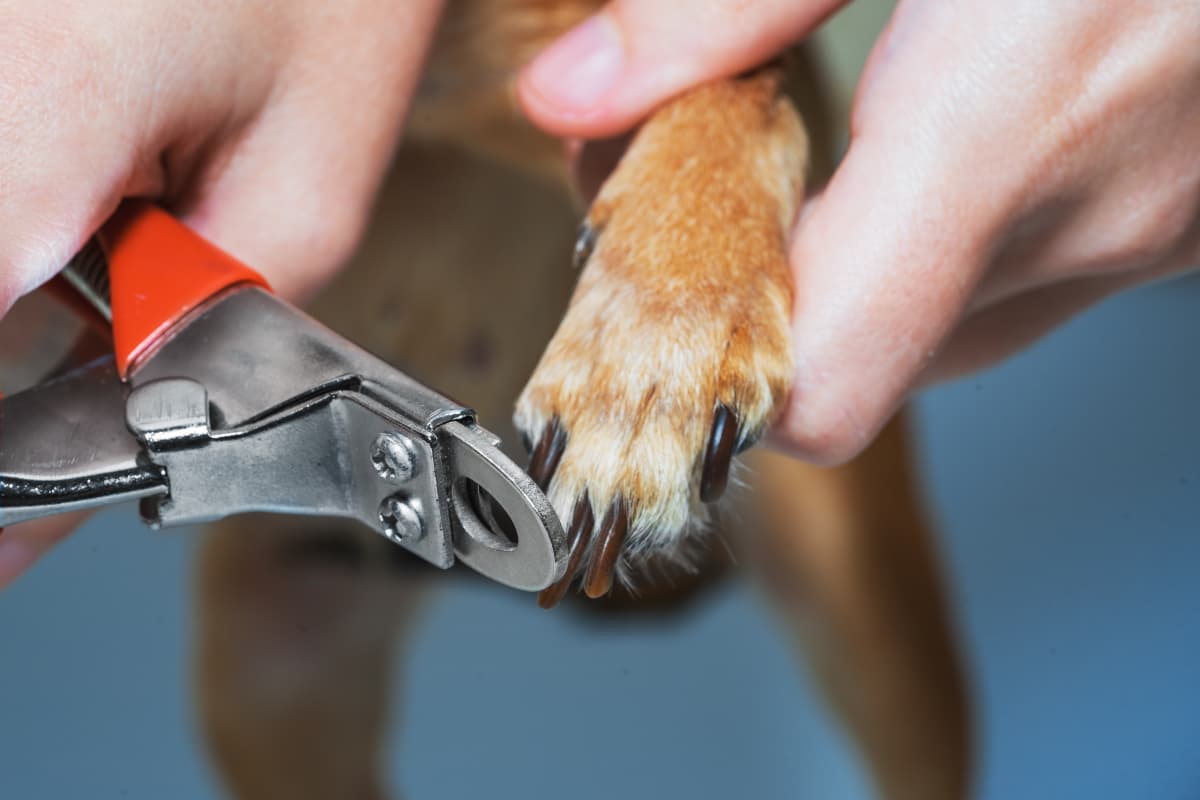 Quando Levar o Cachorro ao Profissional para Cortar as Unhas?