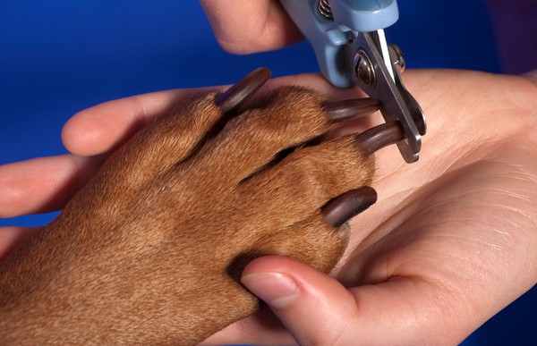 O Quinto Dedo do Cachorro: Por Que Ele Existe e Como Cuidar
