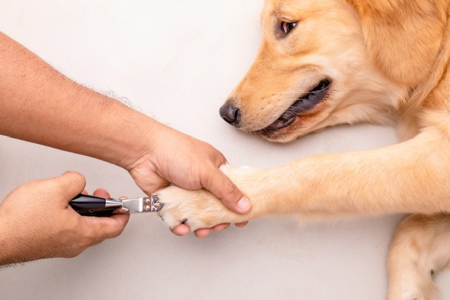 Dicas para Acostumar Seu Cachorro com o Corte de Unhas