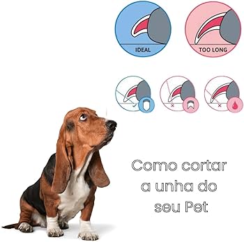 Pó Hemostático para Cães: O Que É e Como Usar em Casos de Sangramento