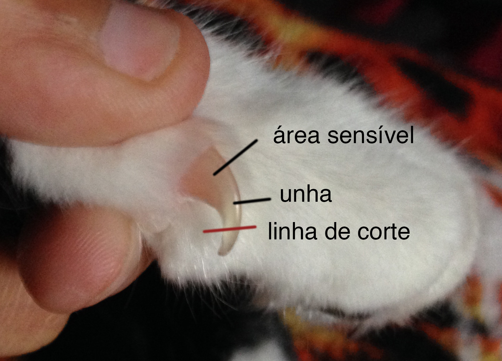 Gato Não Deixa Cortar a Unha? Dicas de Contenção e Adestramento