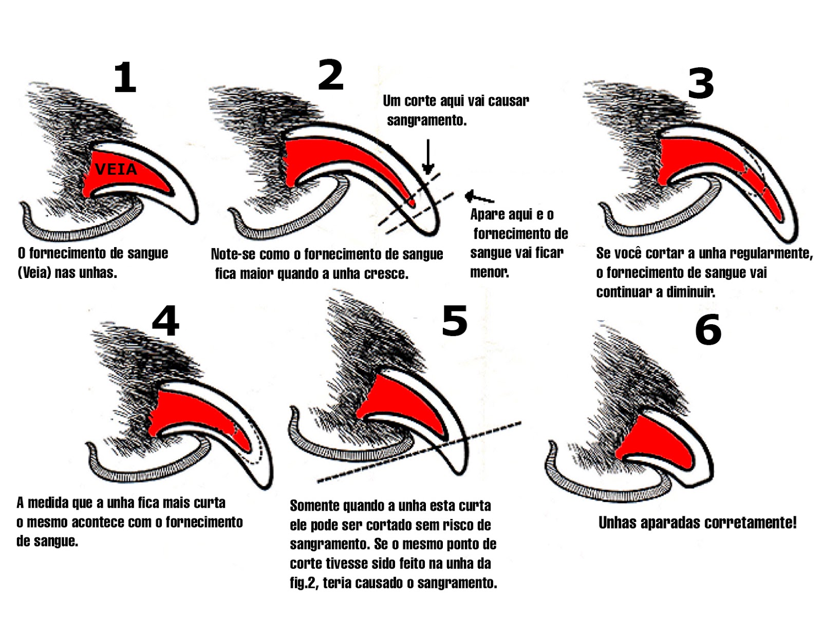 cortar unha de cachorro