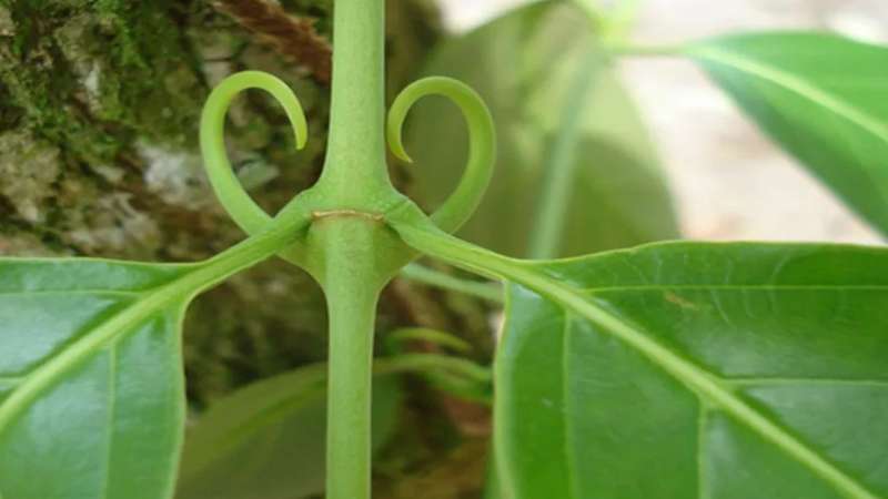 melhores formas de usar unha de gato para saúde