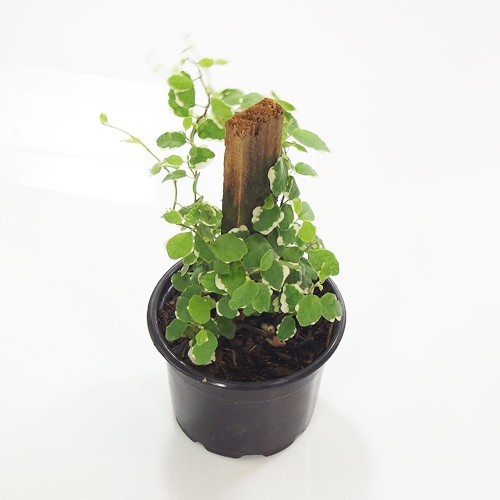 unha de gato ficus pumila