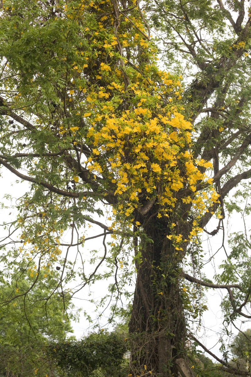 flor de unha de gato