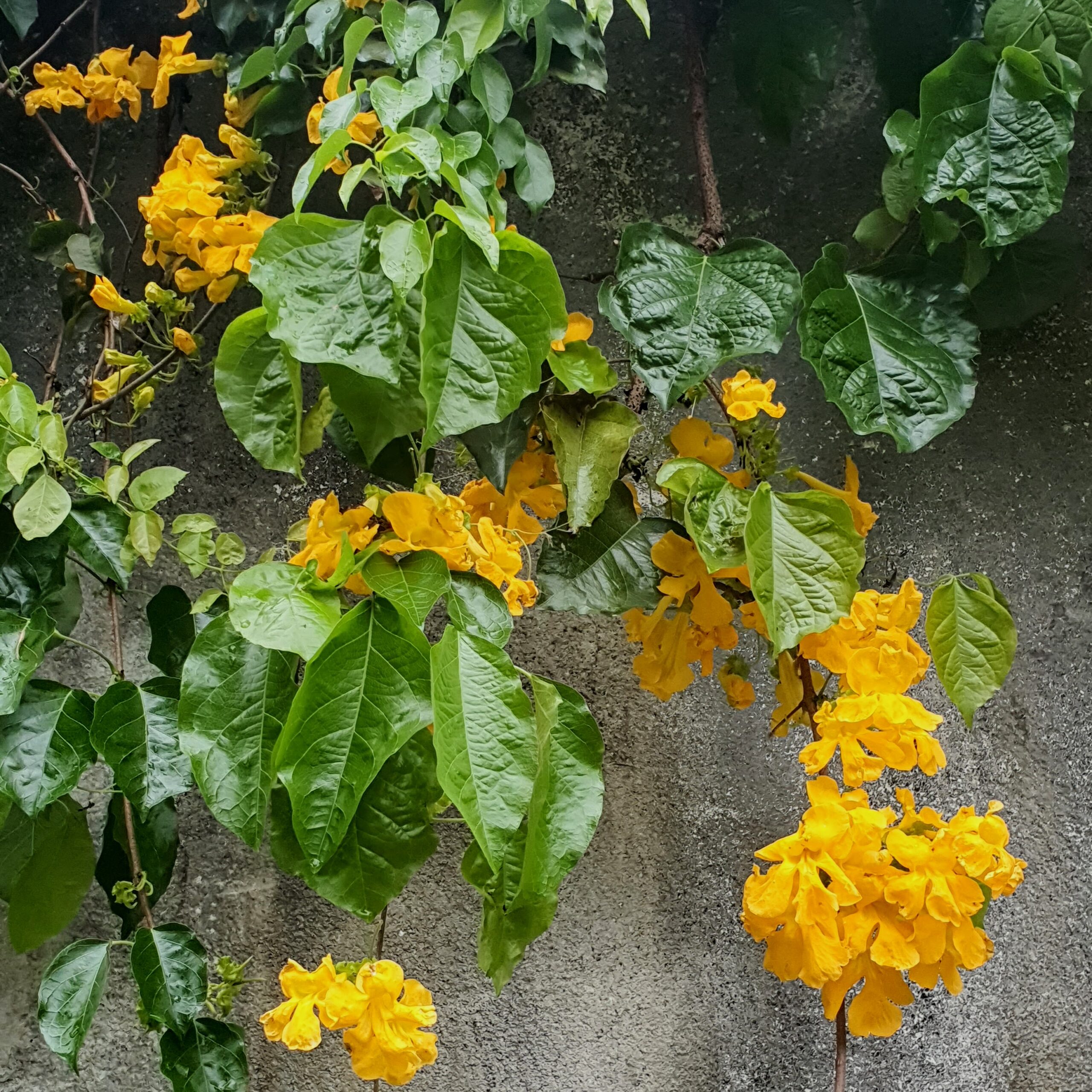 unha de gato ornamental