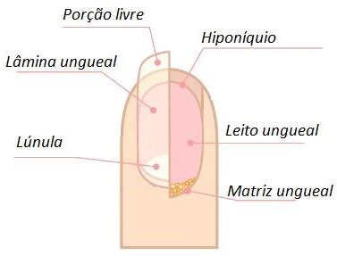 anatomia do leito ungueal