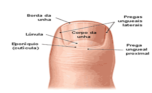 leito ungueal após trauma