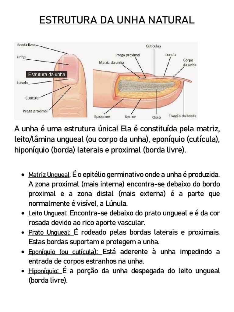 vascularização do leito ungueal
