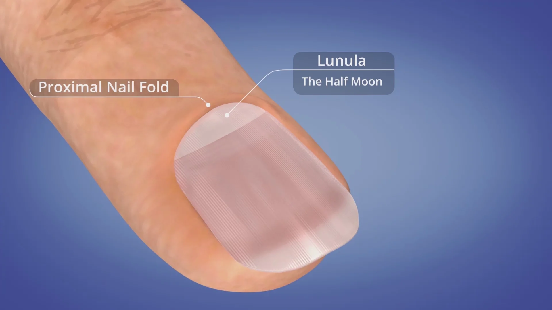 Macrolúnula: Quando a Meia-Lua da Unha Indica um Problema