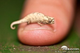 Guinness World Records unhas