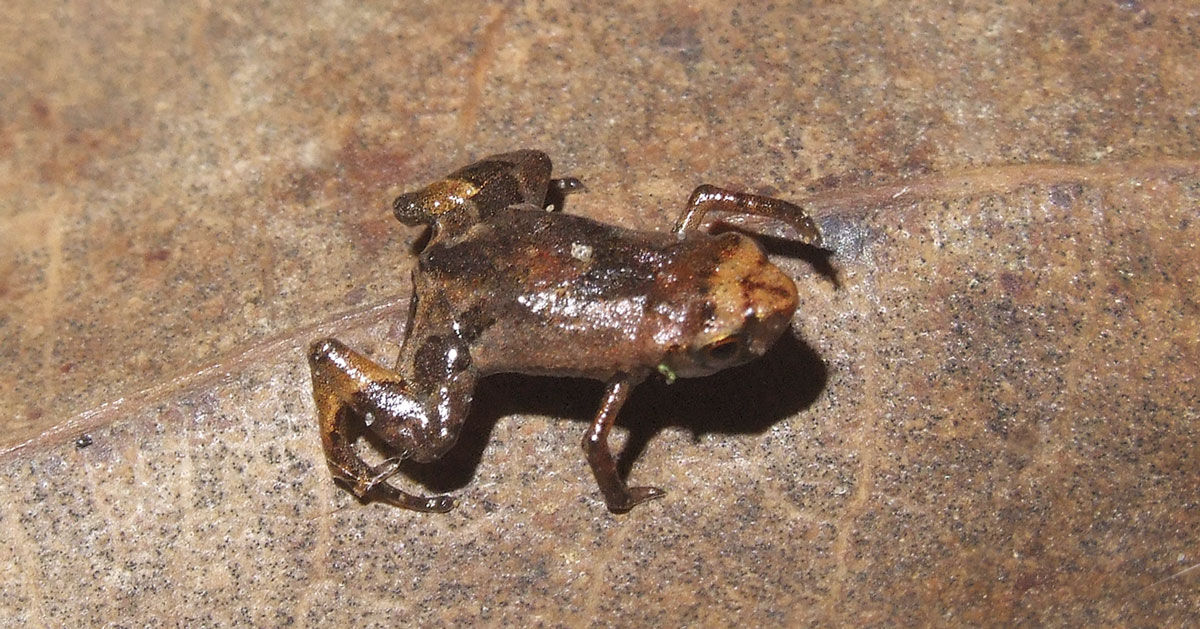 recorde de objeto minúsculo