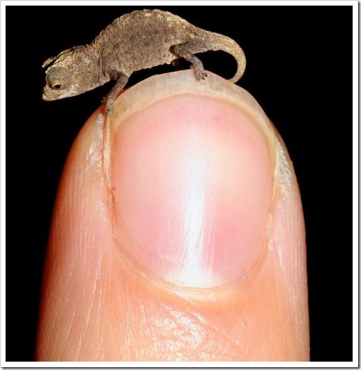 Guinness World Records unhas