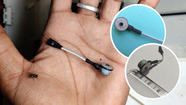 unha mais pequena do mundo