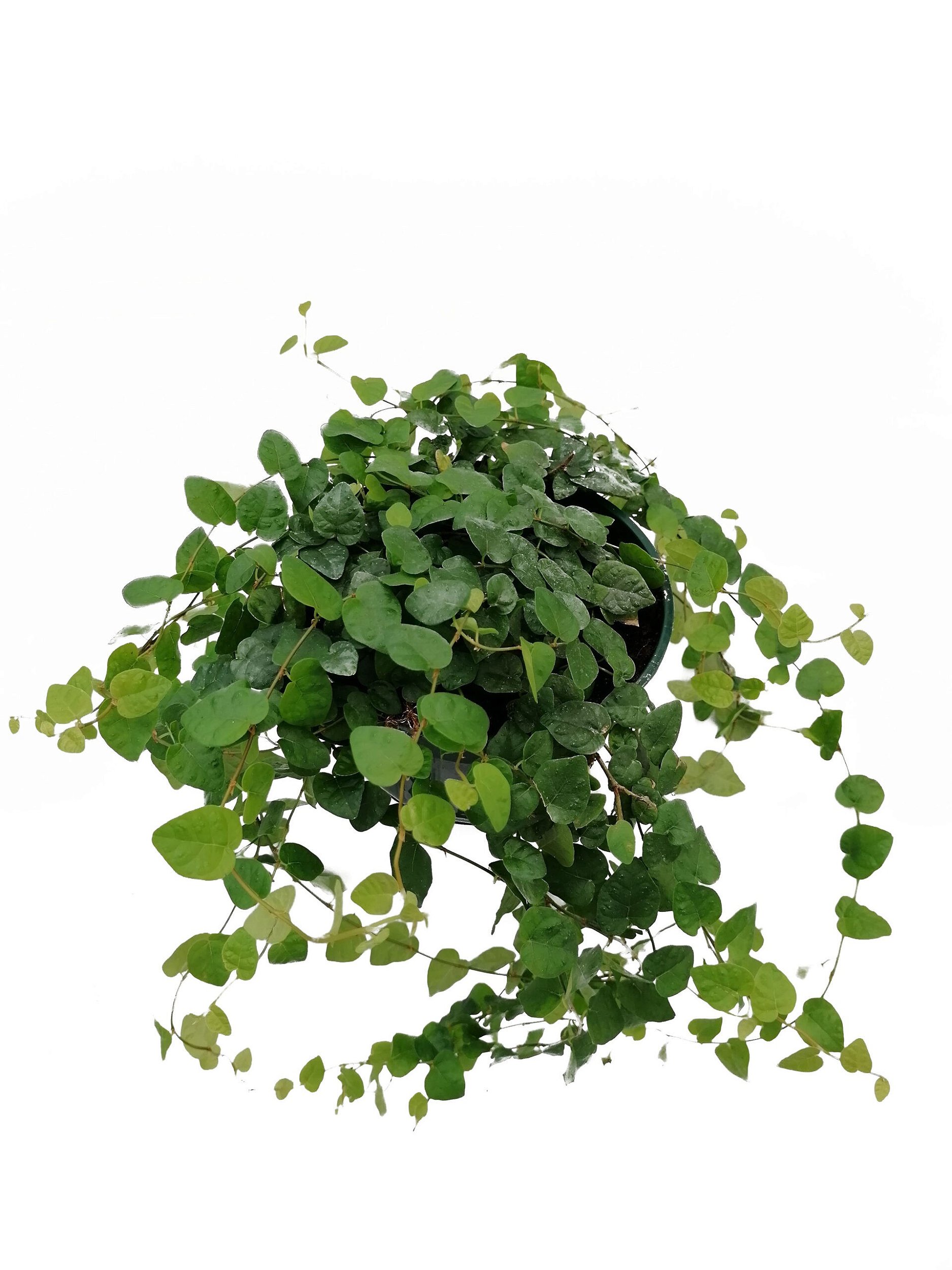planta para cobrir parede