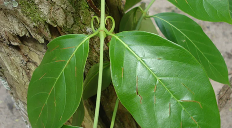 erros comuns ao tomar chá de unha de gato