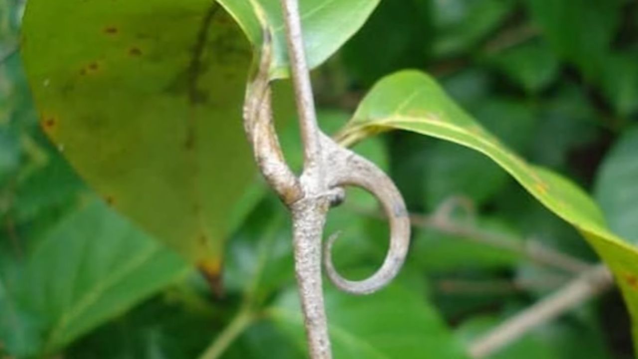 para que serve unha de gato