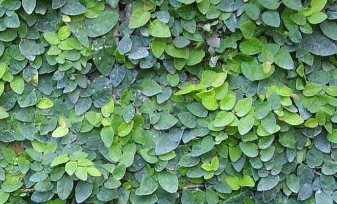 Unha de Gato para Articulações: Alívio Natural para Artrite e Artrose