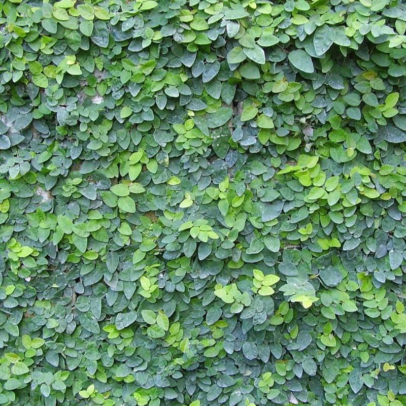 Uncaria Tomentosa: Guia Completo de Benefícios e Usos Medicinais