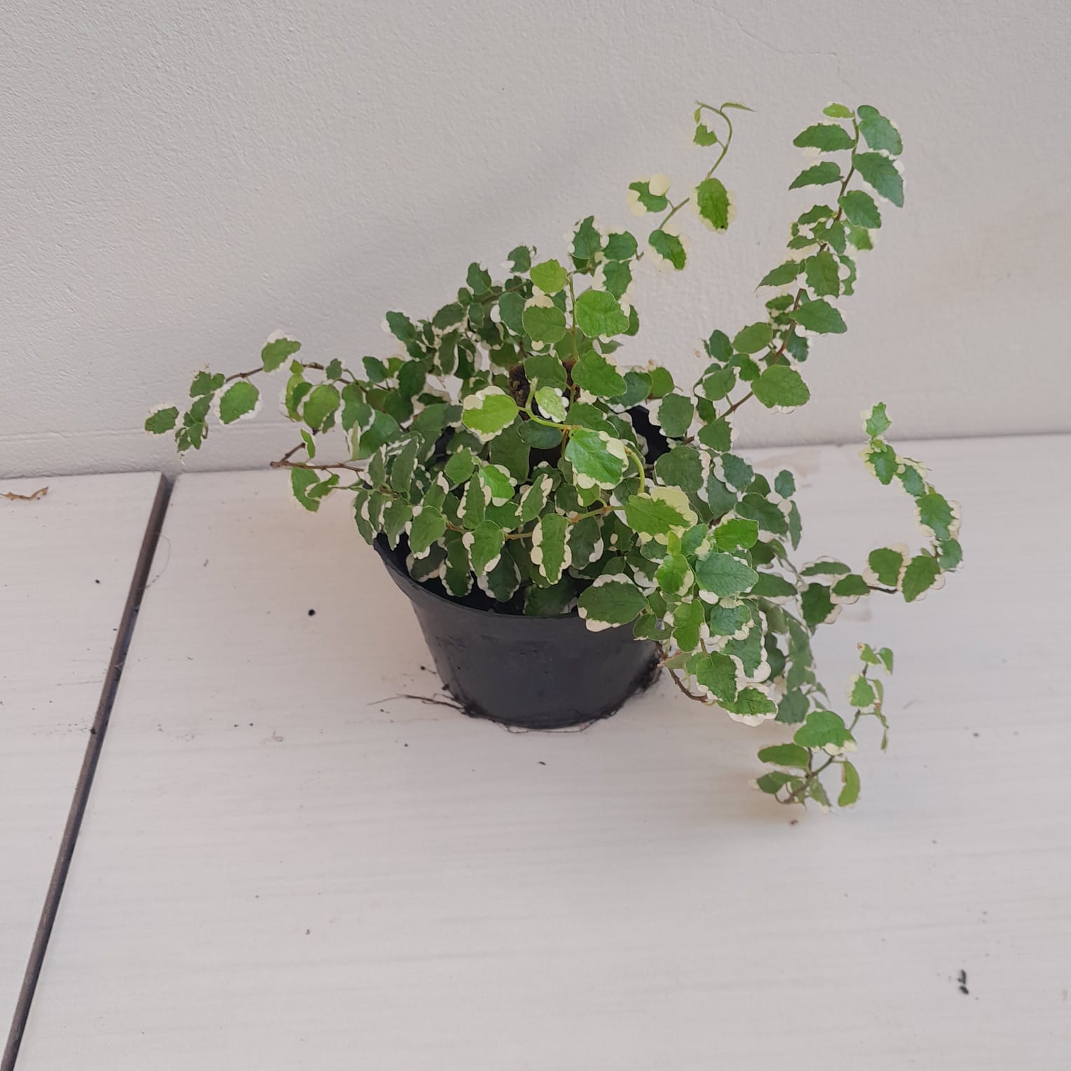 Dosagem e Contraindicações