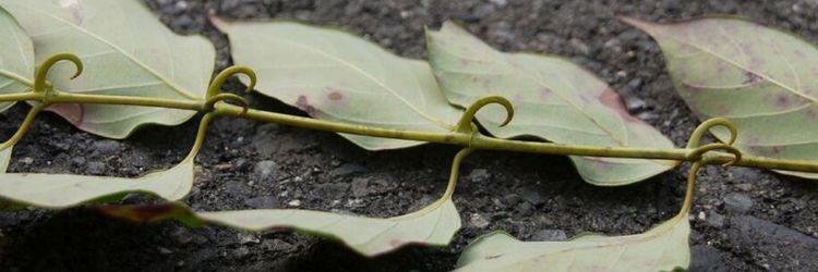 Plantas Tóxicas em Casa: Identificando a Ficus Pumila e Outras Espécies Perigosas
