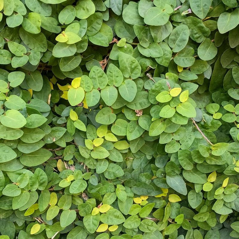 Plantas Tóxicas em Casa: Identificando a Ficus Pumila e Outras Espécies Perigosas