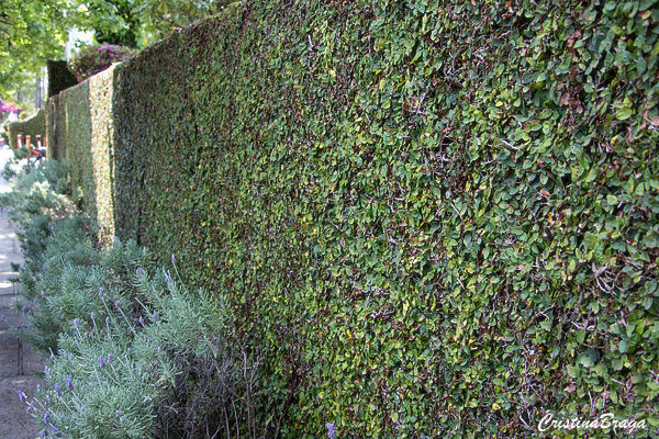 Unha de Gato para Inflamações: Evidências Científicas e Recomendações