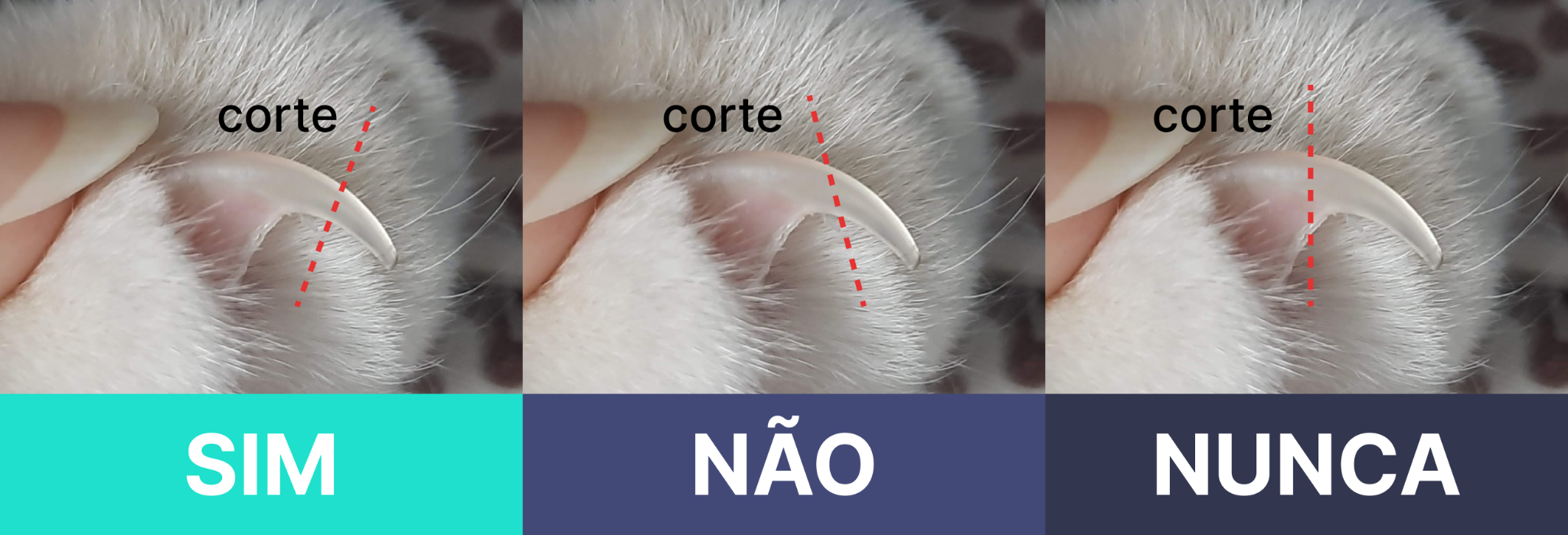 melhores momentos para cortar unha de gato
