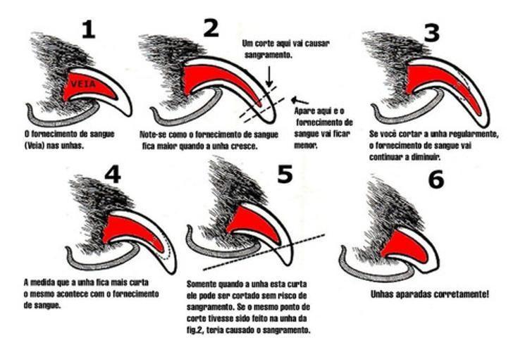 Primeiros Socorros para Unhas de Cachorro: O Que Fazer em Caso de Sangramento