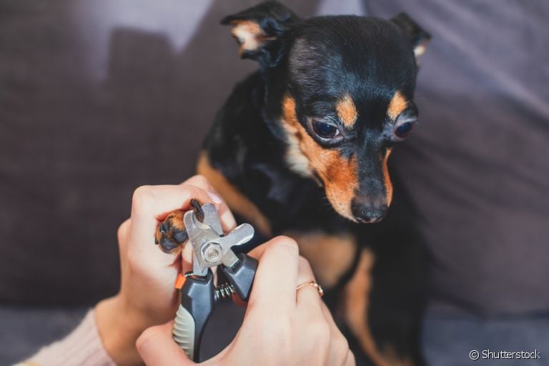 Guia Completo: Como Escolher o Melhor Cortador de Unhas para Cães