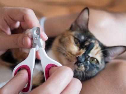 Técnicas de reforço positivo para acostumar o gato a ter as unhas cortadas
