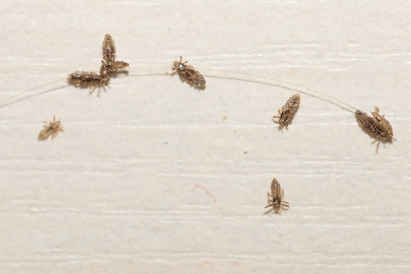 sonhar matando piolho na unha