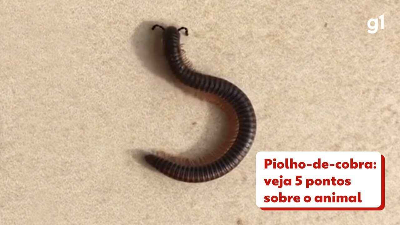 5 ideias de títulos:
1. Sonhar com Piolho: Desvendando os Significados Ocultos
2. O Que Significa Matar Piolhos em Sonhos?
3. Piolhos em Sonhos: Sinais de Alerta ou Superação?
4. A Simbologia do Piolho em Diferentes Contextos Oníricos
5. Sonhos com Piolhos de Cobra: Um Presságio de Perigo?