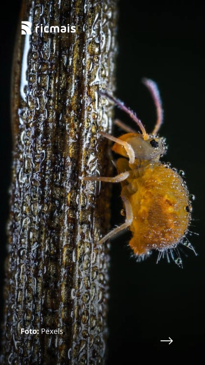 5 ideias de títulos:
1. Sonhar com Piolho: Desvendando os Significados Ocultos
2. O Que Significa Matar Piolhos em Sonhos?
3. Piolhos em Sonhos: Sinais de Alerta ou Superação?
4. A Simbologia do Piolho em Diferentes Contextos Oníricos
5. Sonhos com Piolhos de Cobra: Um Presságio de Perigo?