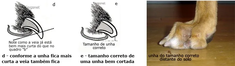 tamanho ideal unha cachorro pequeno porte