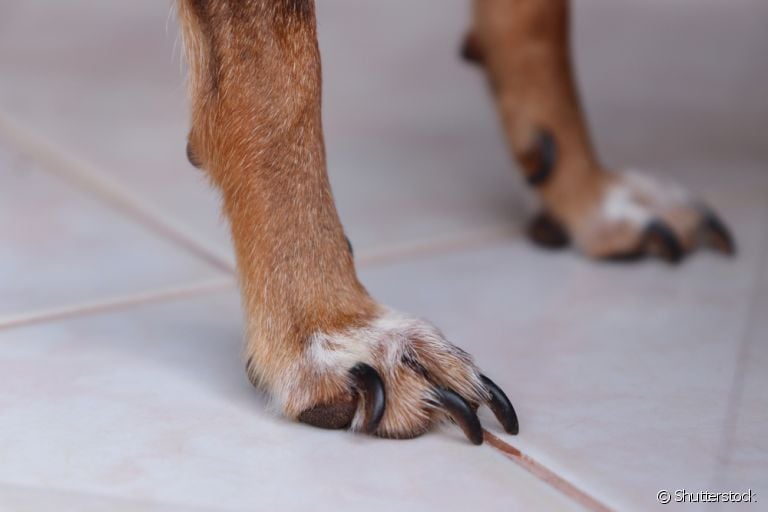 como saber o tamanho certo da unha do cachorro