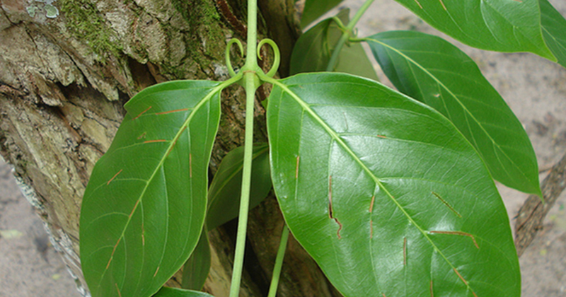 Uxi Amarelo e Unha de Gato: O Que Saber Antes de Engravidar