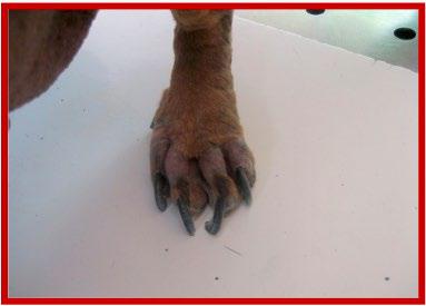 unha de cachorro com leishmaniose