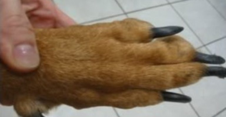 Como Identificar a Onicogrifose em Cães: Sinais de Alerta