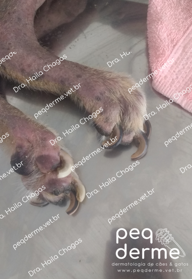 A Importância da Higiene das Unhas em Cães com Leishmaniose