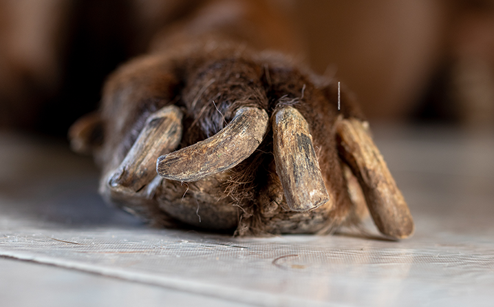 unha de cachorro com leishmaniose