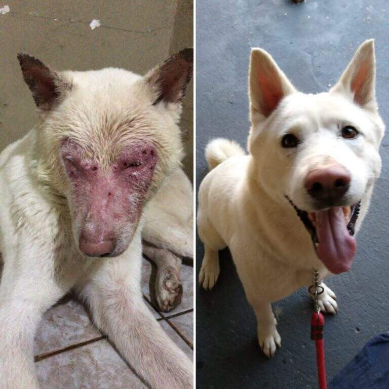 A Importância da Higiene das Unhas em Cães com Leishmaniose