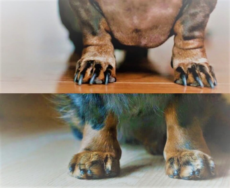 melhores dicas para manter unhas de cachorro saudáveis